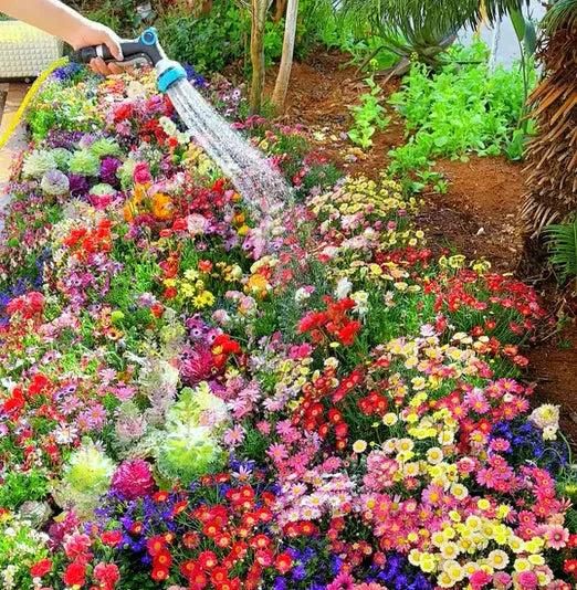 Multi colour rainbow flowers (PACK OF 100 SEEDS)