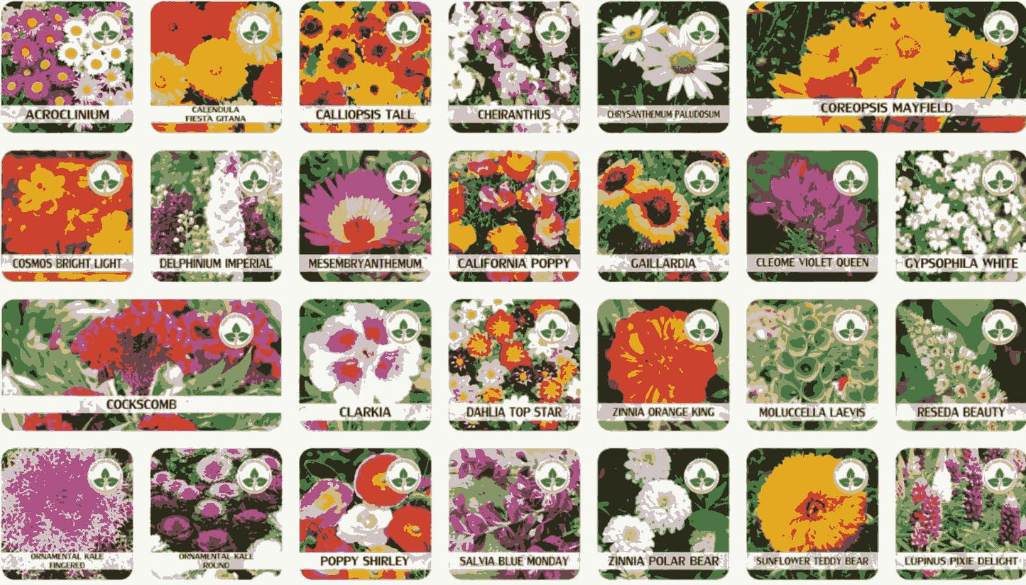 Multi colour rainbow flowers (PACK OF 100 SEEDS)