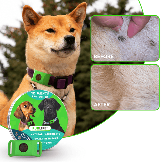 FurLife™ 12 Months Flea and Tick Free | Pet Dog Flea Repellent Collar