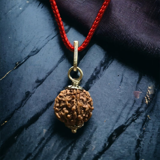 5 Mukhi Rudraksha Bead Original