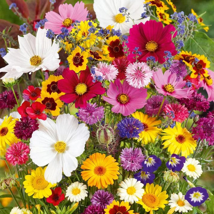 Multi colour rainbow flowers (PACK OF 100 SEEDS)